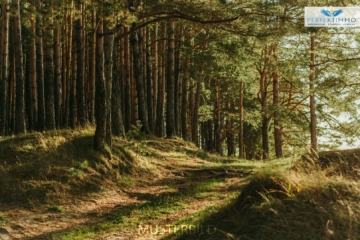 Waldgrundstücke in Arzl im Pitztal, 6471 Arzl im Pitztal, Land und Forstwirtschaft