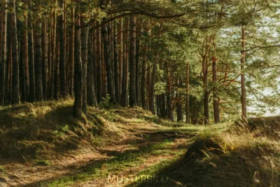 Waldgrundstücke in Arzl im Pitztal, 6471 Arzl im Pitztal, Land und Forstwirtschaft
